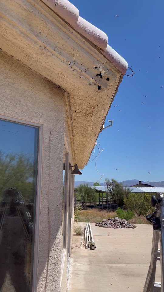 Busy Bee Pest Solutions project