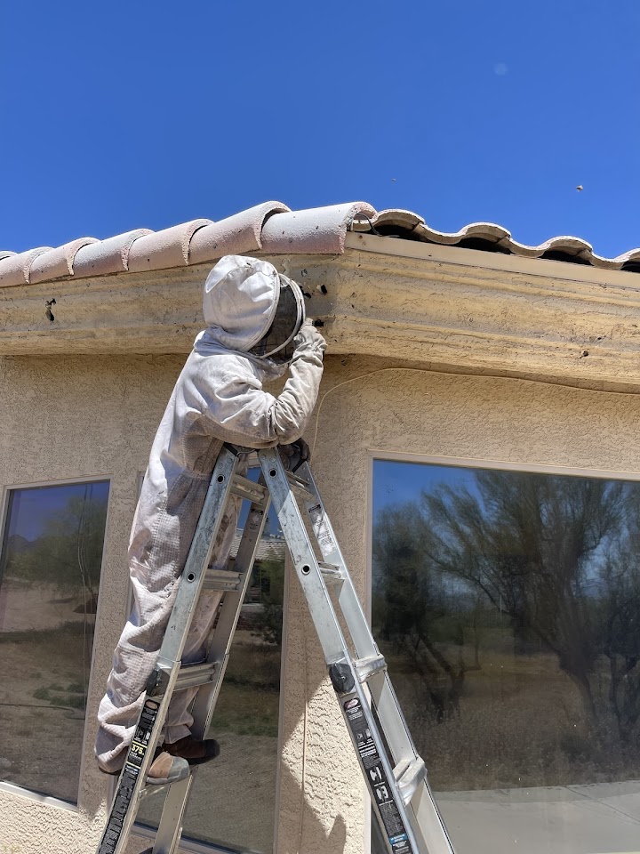 Busy Bee Pest Solutions project